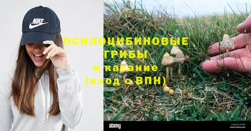 ссылка на мегу ССЫЛКА  Каргат  Галлюциногенные грибы Magic Shrooms  купить  